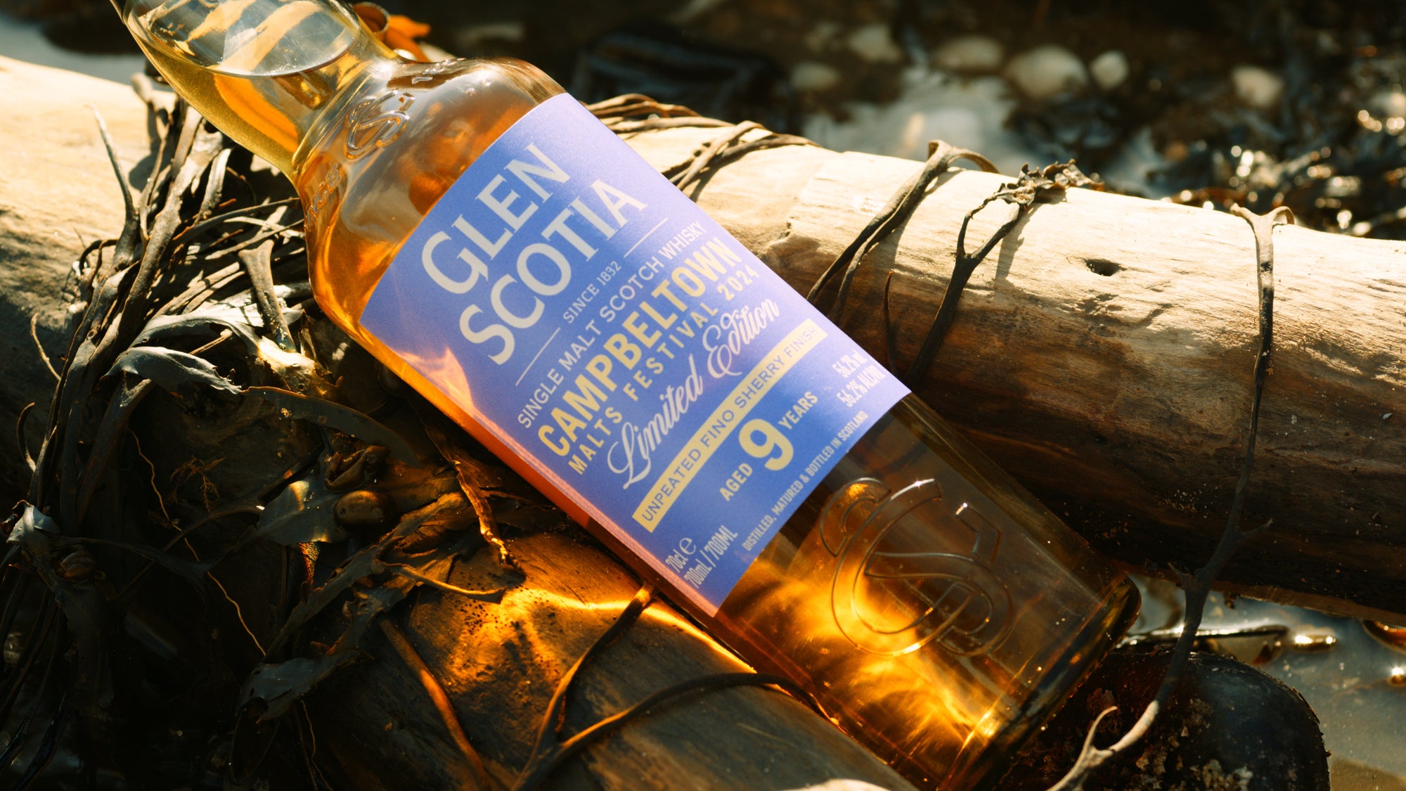 A bottle of Glen Scotia whiskey lies on a piece of driftwood surrounded by seaweed. The label reads "Glen Scotia, Single Malt Scotch Whisky, Campbeltown, Matured 9 Years, Festival Edition." The bottle glows with sunlight, highlighting its golden liquid.