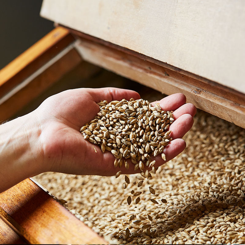 Barley for Process